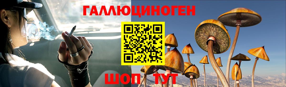 Псилоцибиновые грибы Psilocybe Камышин